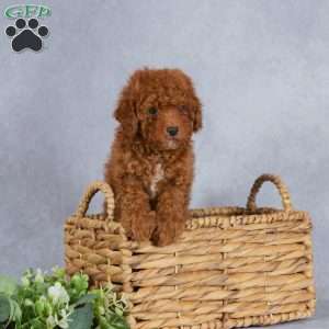 Winston, Miniature Poodle Puppy